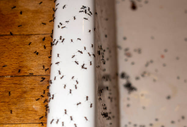 Best Pest Prevention Services  in Walker Valley, NY