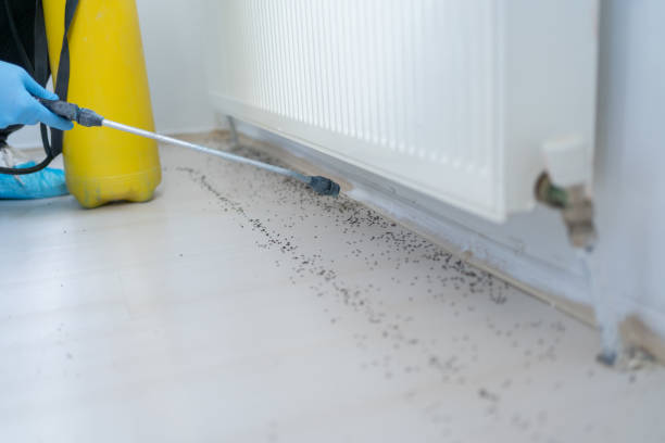 Best Termite Control Services  in Walker Valley, NY